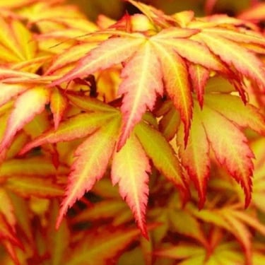 acer palmatum orange dream