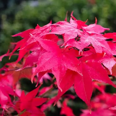 acer palmatum osakazuki