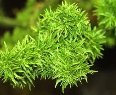 acer palmatum shishigasira