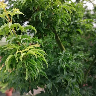 acer palmatum crispi