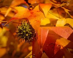 liquidambar el fuego de otoño