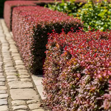 seto medio de berberis una combinación magnífica con todos los elemntes del jardín