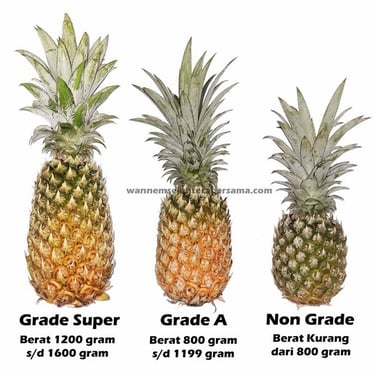 bobot berat nanas berdasarkan gradenya
