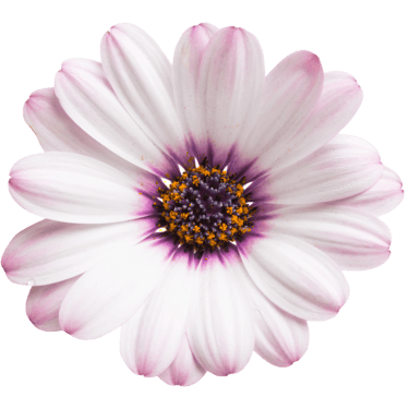 Purple daisy