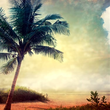 a palm tree on a beach with a bench and a bench