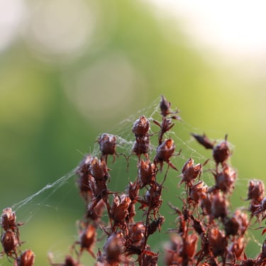 recherche d'installateur de poêle, tubage, conduit de fumée 