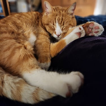 An orange tabby cat with white paws sleeping soundly on a soft purple blanket.