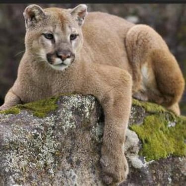 Facing Danger of Mountain Lions!