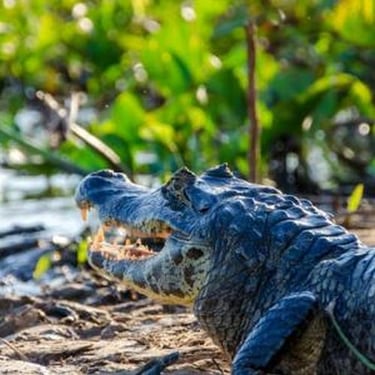 Safety From Crocodiles and Alligators