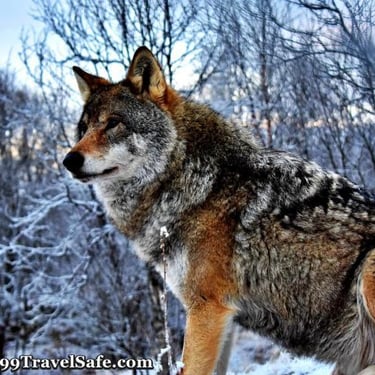 The Danger of Wolves and Coyotes in the Wild