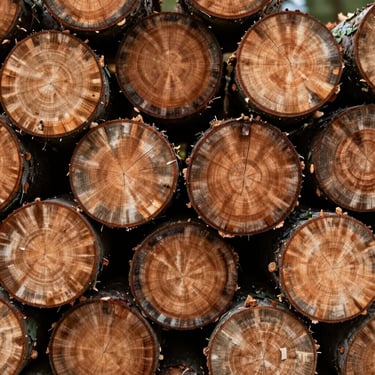 Close-up of neatly stacked, clean-cut oak logs showing rich dry grain texture, soft daylight, shallow depth of field