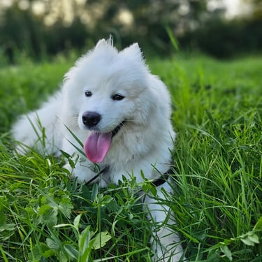 Moment de complicité et de tendresse avec Uska à Nangy