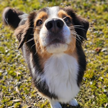 Orca prend la pause pour sa photo souvenir après une belle promenade