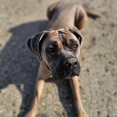 Le regard tendre de Vaya lors d'une balade au bord de l'eau
