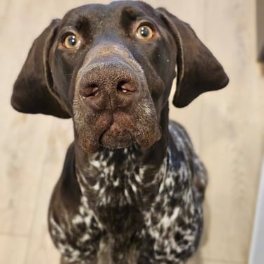 Valhar et son regard malicieux, un loulou plein d'énergie et de curiosité 