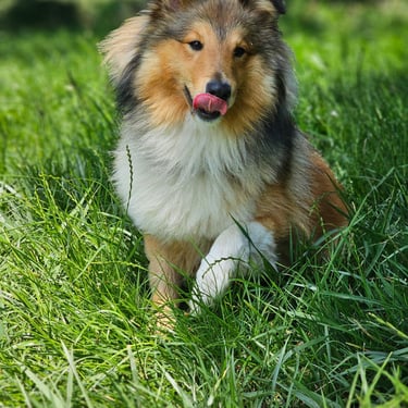 Balade matinale avec Bowie, entre forêt et nature Savoyarde