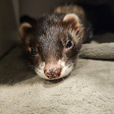 Même les plus petits comme Kiki ont droit à leur moment zen