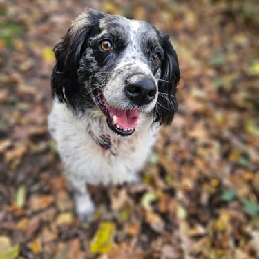 Maya, toujours prête pour une exploration en forêt