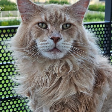 Le majestueux Napo, le directeur adjoint de Z'AnimoZen