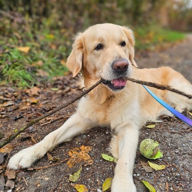 Ruby et son inséparable bâton lors d'une balade dynamique à Nangy