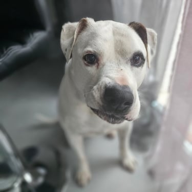 Le sourire de Shiva juste après sa promenade 