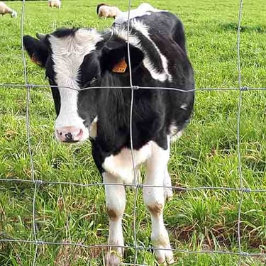 grillage noué agricole léger lourd super lourd