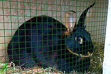 grillage soudé petite maille