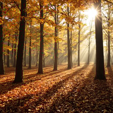 An Autumn scene with yellow and orange colored leaves on the ground and on the trees.