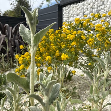 drought tolerant planting in a gravel front garden