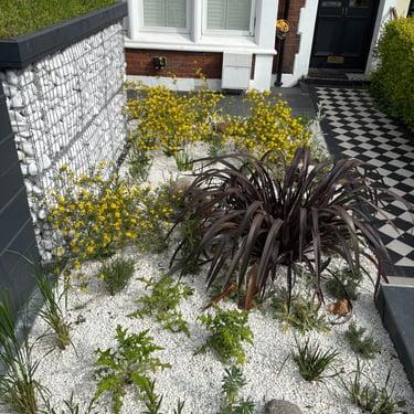 mediterranean planting in a drought tolerant garden in Blackheath