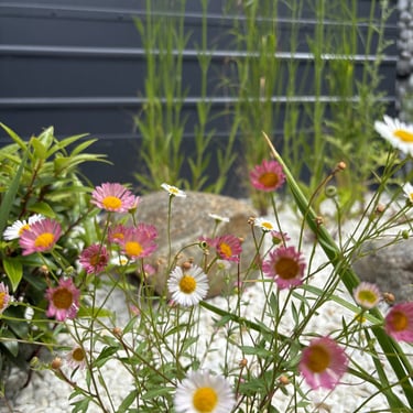 erigeron in a dry gravel garden with rocks in background
