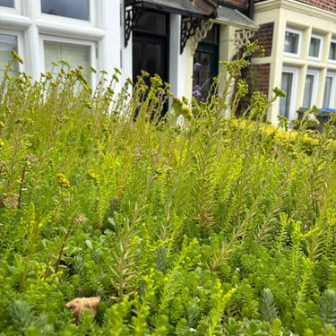green roof bin store in front garden