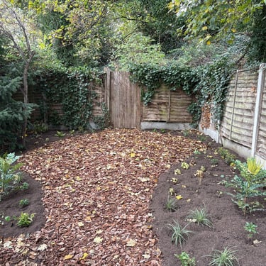 woodland planting beneath a mature tree