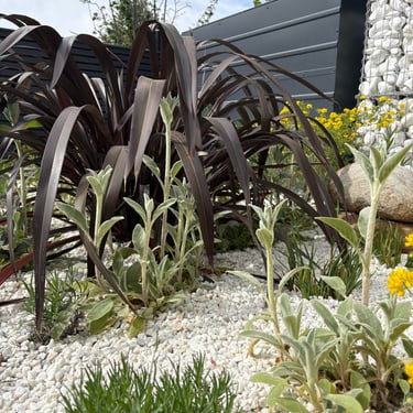lavender, stachys and phormium in a gravel garden planting scheme