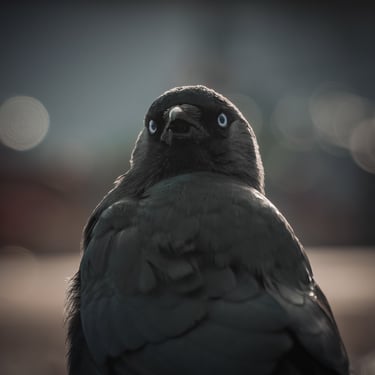Photo animalière, oiseau, corbeau et corneille
