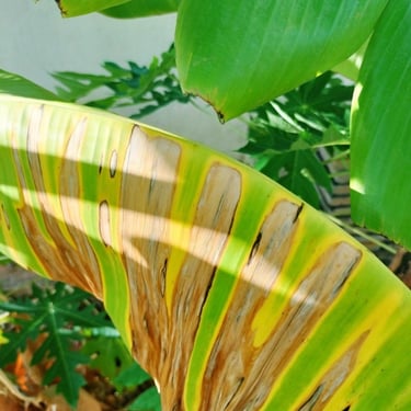 Banana leaf developed larger long streaks in advanced condition of black sigatoga disease