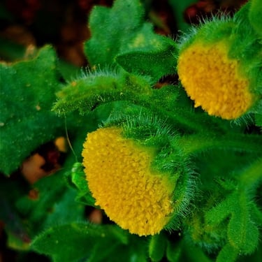 Flowers of Grangea madraspatana
