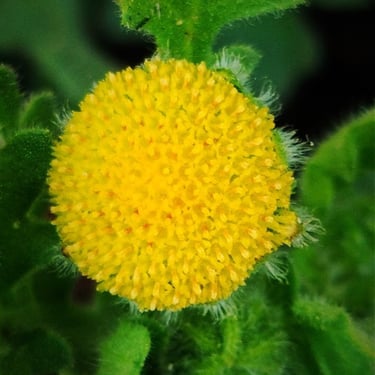 Single enlarged picture of flower of G. madaraspatana