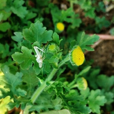 Plant of Madras carpet noticed in Mallaram Village of Nizamabad, Telangana