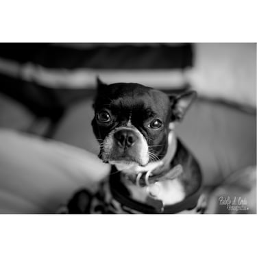 International pet relocation by air