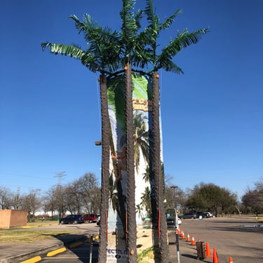 Coconut Tree Wall