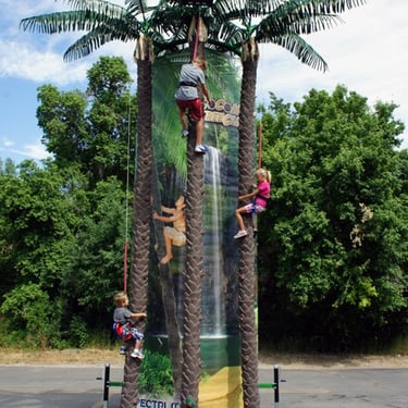Coconut Tree Climbing