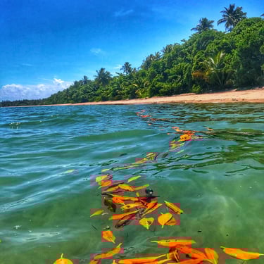 Trilhas, Ilha de Boipeba Praia de Castelhanos Refúgio do Sagrado. Eventos e hospedagem