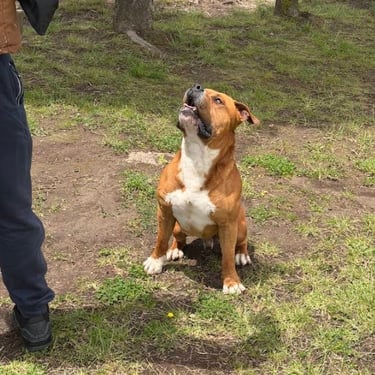 A brown and white Pit Bull Terrier sits on green grass looking up at its owner outdoors.