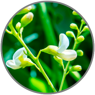 quercetin is new powerful antioxidant