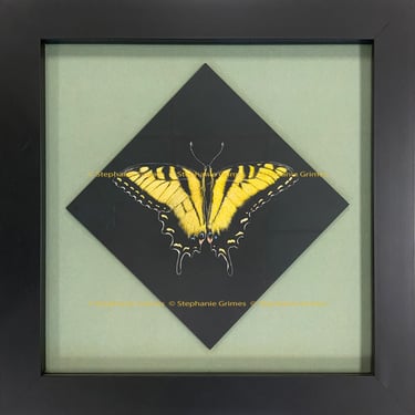 A framed scratchboard painting of a yellow swallow tail butterfly on a black diamond background.