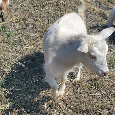 Gabhran Creek The White Lady