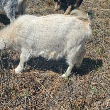 Gabhran Creek The White Lady