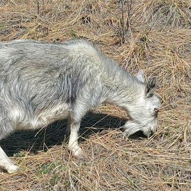 Gabhran Creek Dressed 2 The 9's