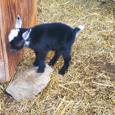 Bull Hills SP Cortado